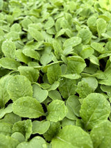 Chinese Cabbage Plug Plants "Grow Your Own" Vegetables 'Ready to Plant Now' Young Vegetable Plants **Letterbox Friendly** - Dandys Landscape Supplies