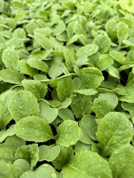 Chinese Cabbage Plug Plants "Grow Your Own" Vegetables 'Ready to Plant Now' Young Vegetable Plants **Letterbox Friendly** - Dandys Landscape Supplies