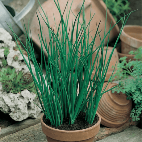 Chives Herb Seeds - Dandys Landscape Supplies