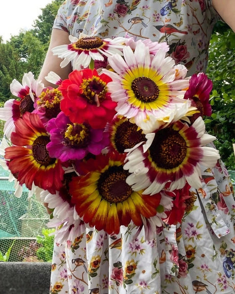 Chrysanthemum Painted Daisies Seeds - Dandys Landscape Supplies
