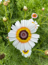 Chrysanthemum Painted Daisies Seeds - Dandys Landscape Supplies