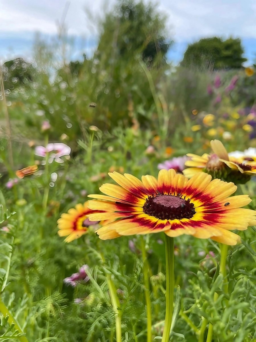 Chrysanthemum Painted Daisies Seeds - Dandys Landscape Supplies