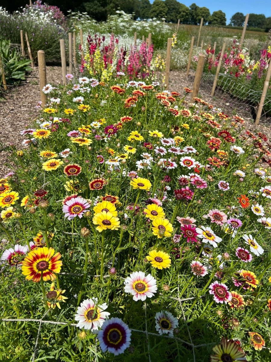Chrysanthemum Painted Daisies Seeds - Dandys Landscape Supplies