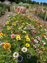 Chrysanthemum Painted Daisies Seeds - Dandys Landscape Supplies