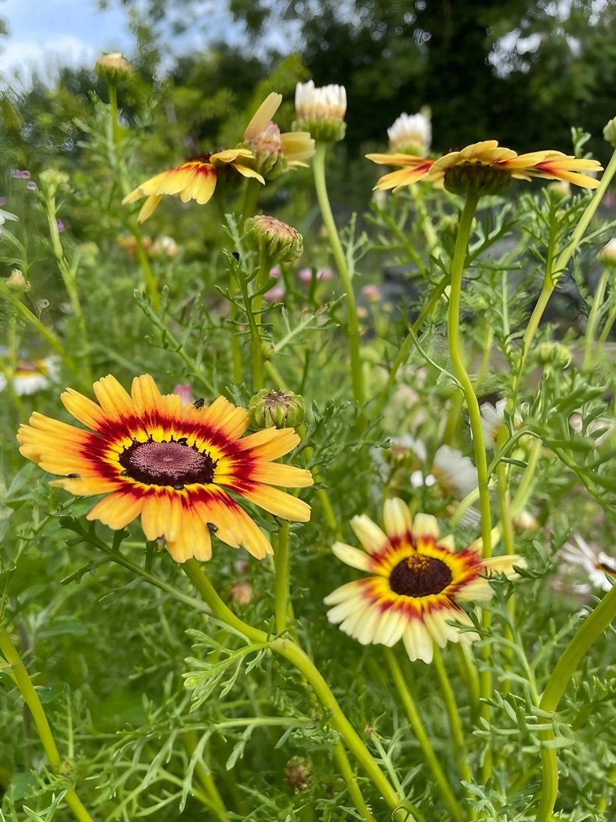 Chrysanthemum Painted Daisies Seeds - Dandys Landscape Supplies