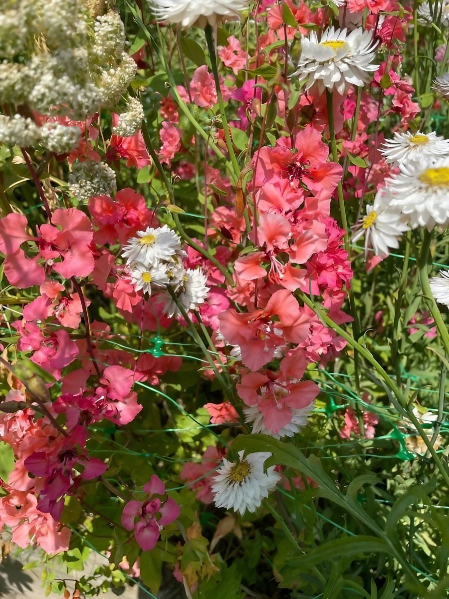 Clarkia Crown Double Mix - Dandys Landscape Supplies
