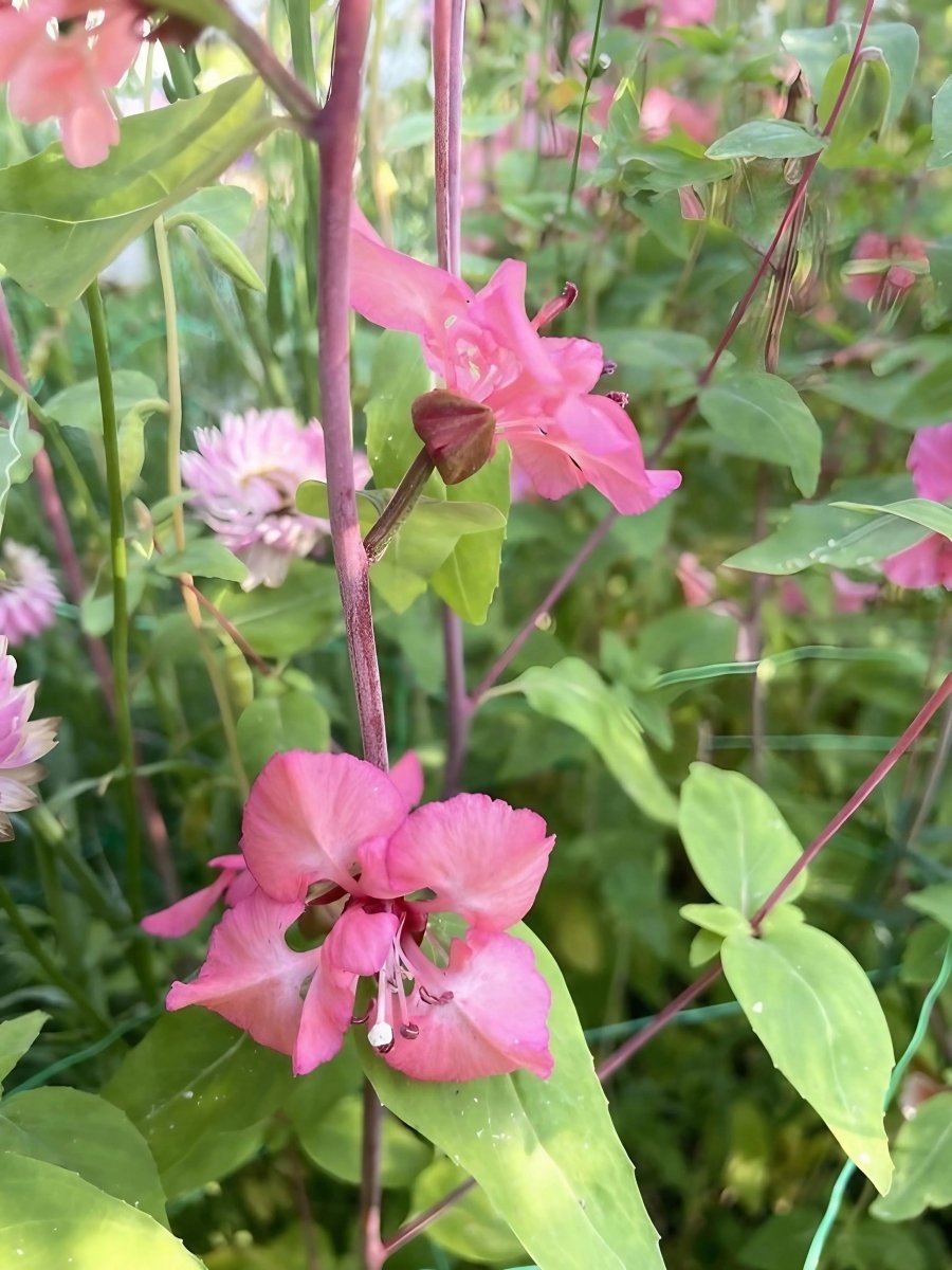 Clarkia Crown Double Mix - Dandys Landscape Supplies