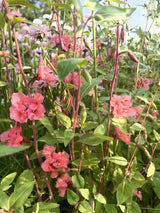 Clarkia Crown Double Mix - Dandys Landscape Supplies