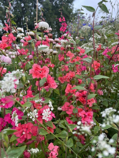 Clarkia Crown Double Mix - Dandys Landscape Supplies