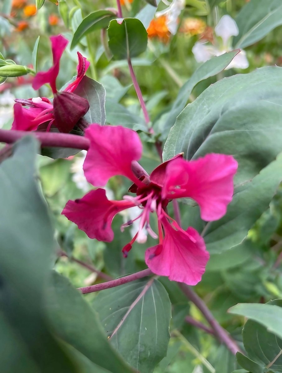 Clarkia Crown Double Mix - Dandys Landscape Supplies