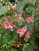 Clarkia Crown Double Mix - Dandys Landscape Supplies