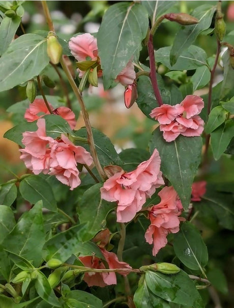 Clarkia Crown Double Mix - Dandys Landscape Supplies