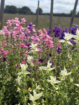 Clary Sage Crown Bouquet Mixed - Dandys Landscape Supplies