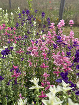 Clary Sage Crown Bouquet Mixed - Dandys Landscape Supplies