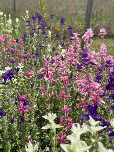 Clary Sage Crown Bouquet Mixed - Dandys Landscape Supplies