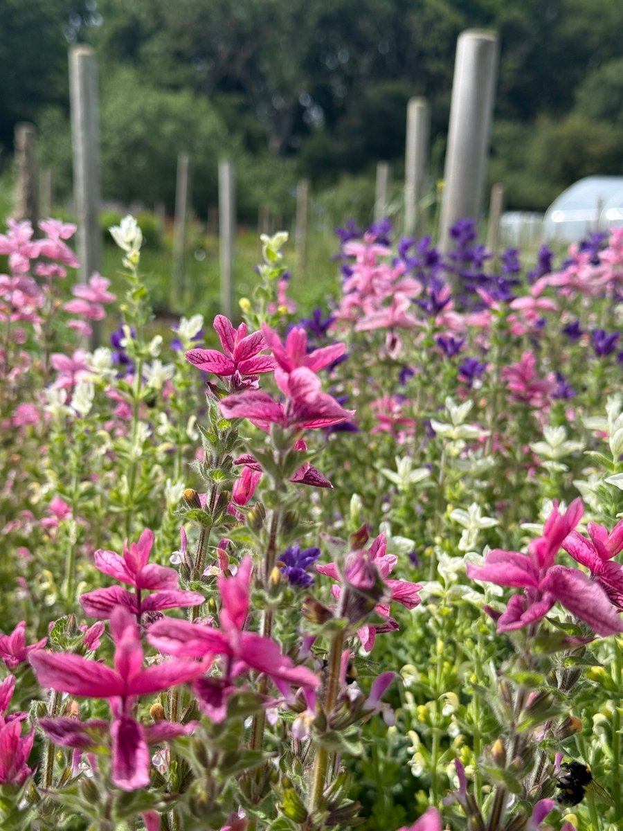 Clary Sage Crown Bouquet Mixed - Dandys Landscape Supplies