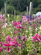 Clary Sage Crown Bouquet Mixed - Dandys Landscape Supplies