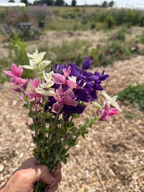 Clary Sage Crown Bouquet Mixed - Dandys Landscape Supplies