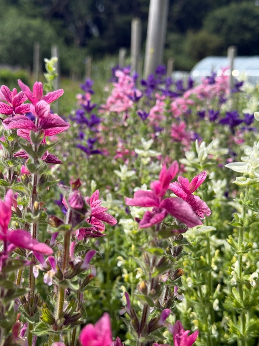 Clary Sage Crown Bouquet Mixed - Dandys Landscape Supplies