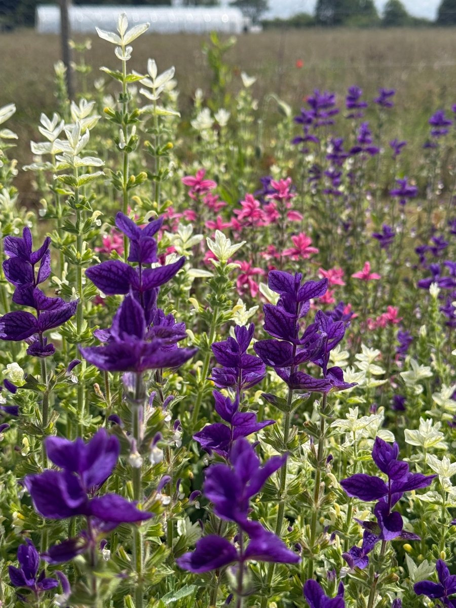 Clary Sage Crown Bouquet Mixed - Dandys Landscape Supplies