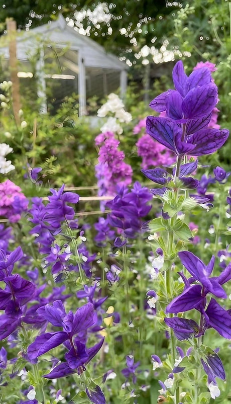 Clary Sage Oxford Blue - Dandys Landscape Supplies
