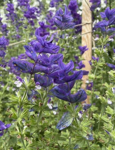 Clary Sage Oxford Blue - Dandys Landscape Supplies