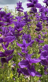 Clary Sage Oxford Blue - Dandys Landscape Supplies