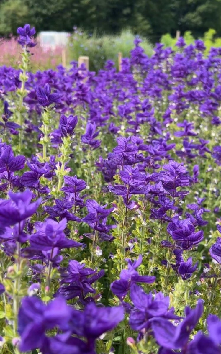 Clary Sage Oxford Blue - Dandys Landscape Supplies