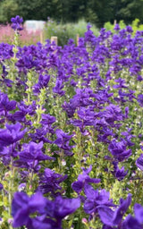 Clary Sage Oxford Blue - Dandys Landscape Supplies