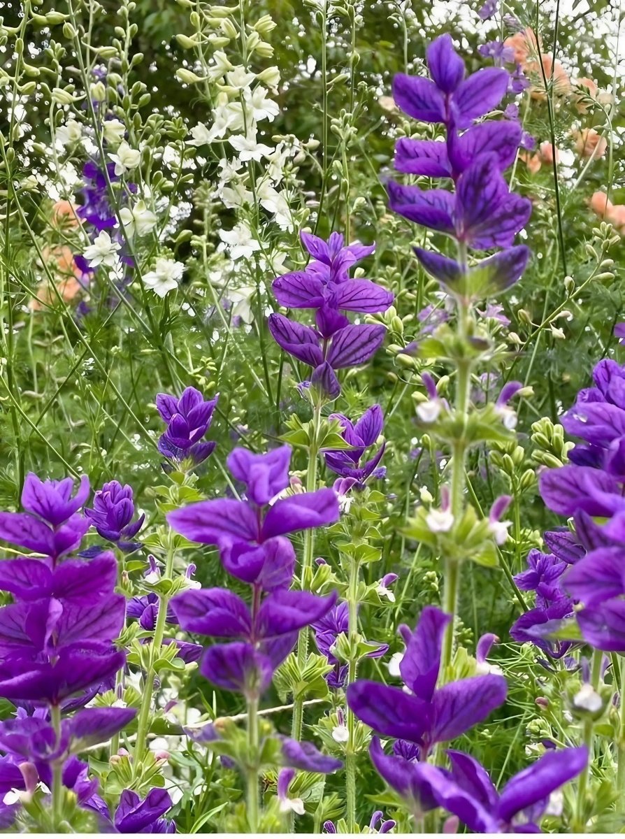 Clary Sage Oxford Blue - Dandys Landscape Supplies