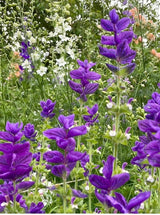 Clary Sage Oxford Blue - Dandys Landscape Supplies