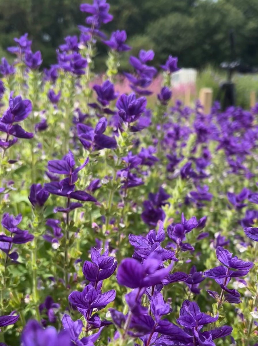Clary Sage Oxford Blue - Dandys Landscape Supplies