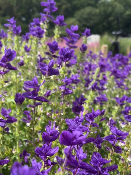 Clary Sage Oxford Blue - Dandys Landscape Supplies
