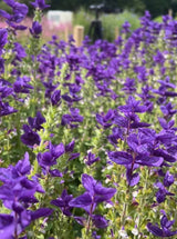 Clary Sage Oxford Blue - Dandys Landscape Supplies