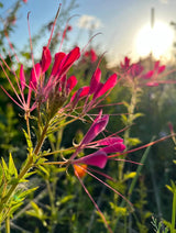Cleome Cherry Queen Seeds - Dandys Landscape Supplies