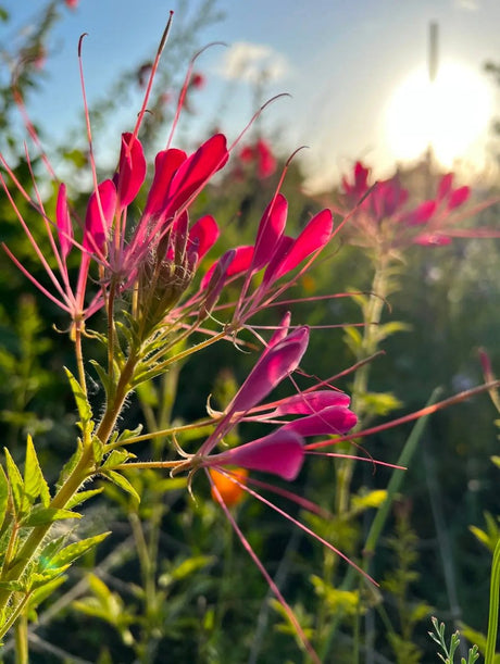 Cleome Cherry Queen Seeds - Dandys Landscape Supplies
