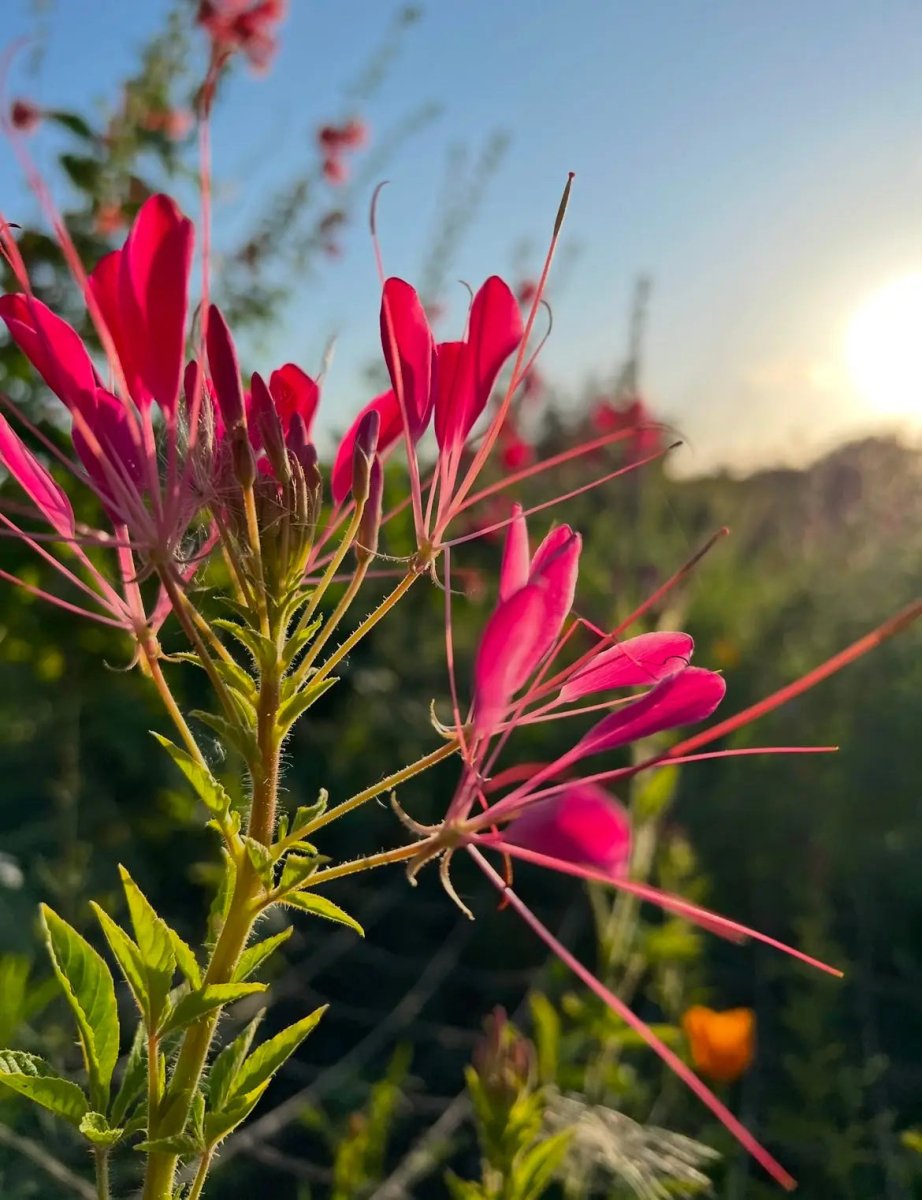 Cleome Cherry Queen Seeds - Dandys Landscape Supplies