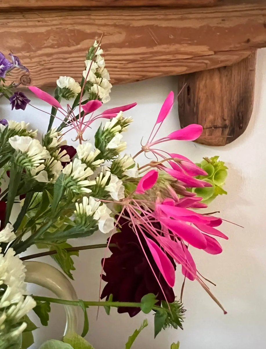 Cleome Cherry Queen Seeds - Dandys Landscape Supplies