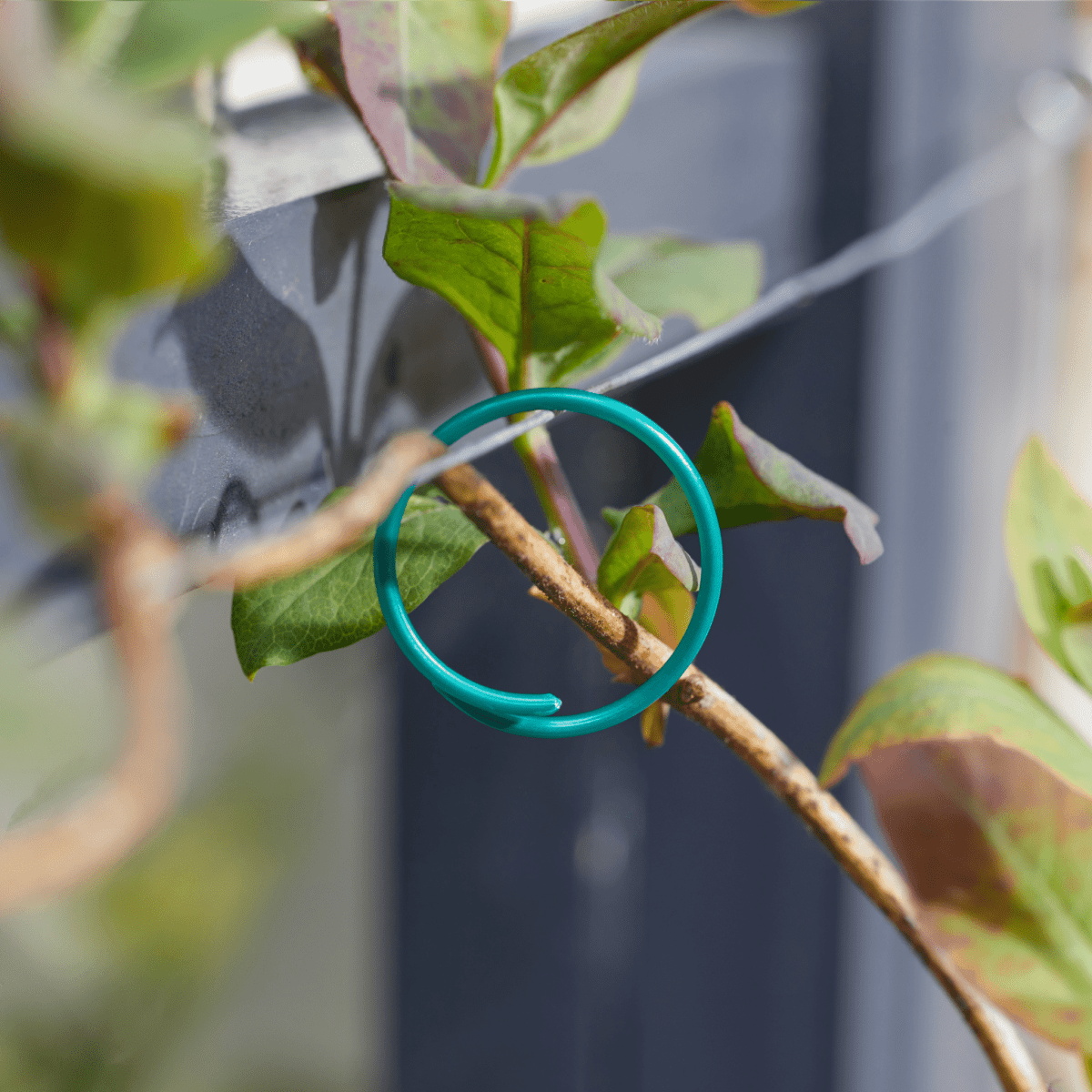 Coated Plant Rings 25cm 50 Pack, Durable Plant Supports for Stems and Trees - Dandys Landscape Supplies