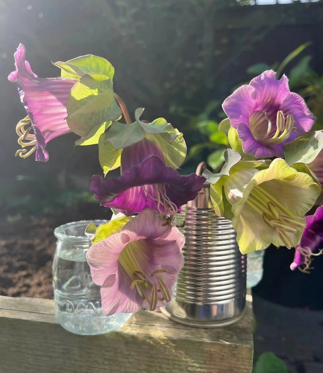 Cobaea scandens Purple - Dandys Landscape Supplies