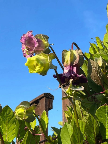 Cobaea scandens Purple - Dandys Landscape Supplies