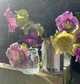 Cobaea scandens Purple - Dandys Landscape Supplies