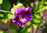 Cobaea scandens Purple Seeds - Dandys Landscape Supplies