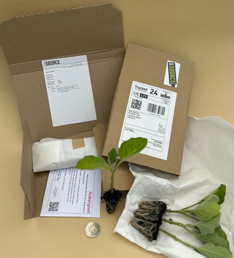 Collard Greens Cabbage Plug Plants - "Grow Your Own" Vegetables **Letterbox Friendly** - Dandys Landscape Supplies