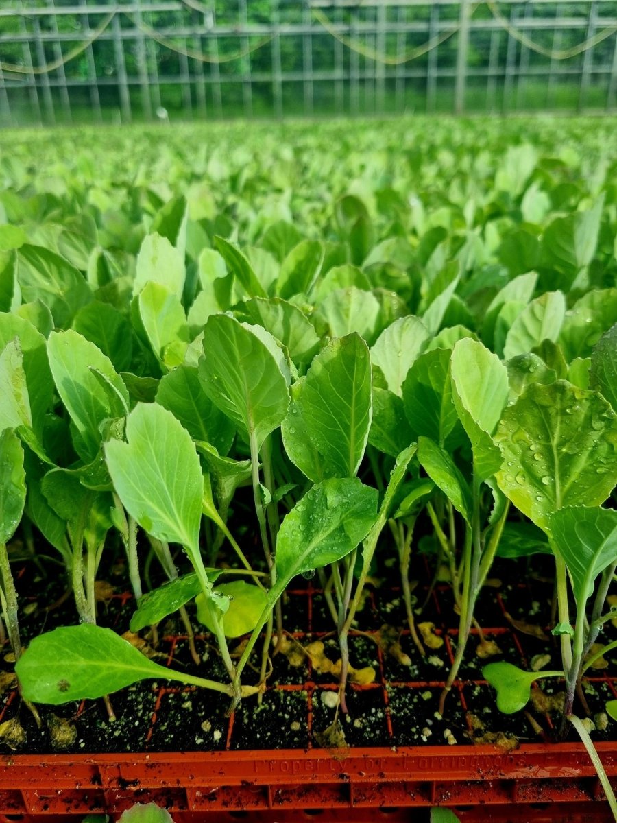 Collard Greens Cabbage Plug Plants - "Grow Your Own" Vegetables **Letterbox Friendly** - Dandys Landscape Supplies