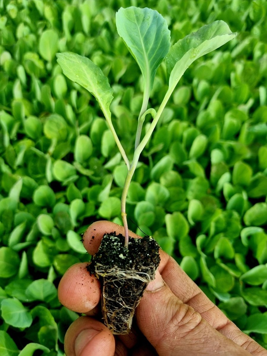 Collard Greens Cabbage Plug Plants - "Grow Your Own" Vegetables **Letterbox Friendly** - Dandys Landscape Supplies
