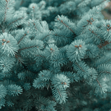 Colorado Blue Spruce Potted Christmas Tree