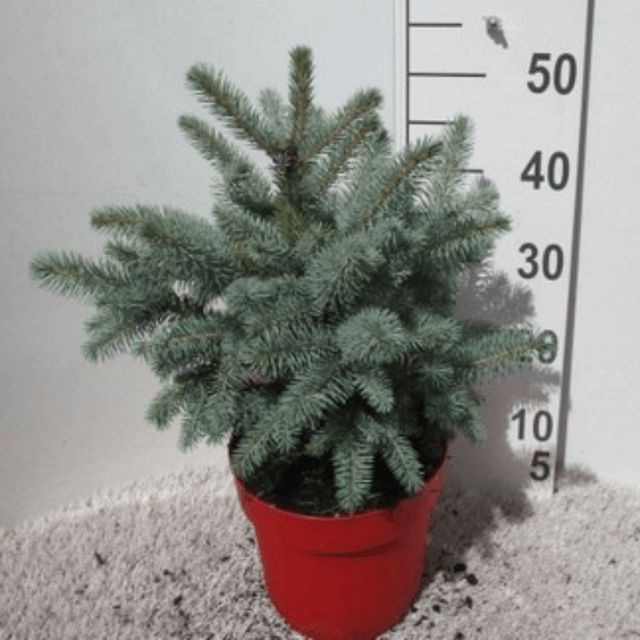 Colorado Blue Spruce Potted Christmas Tree