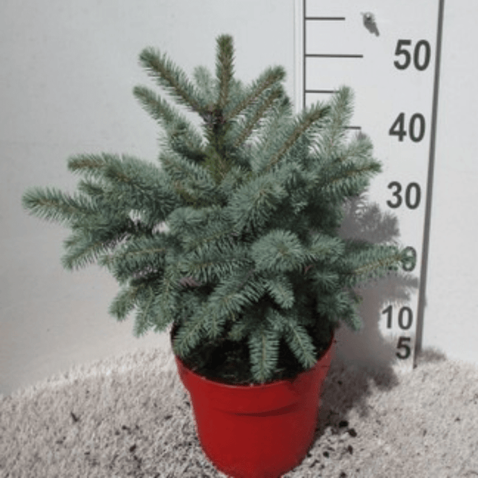 Colorado Blue Spruce Potted Christmas Tree