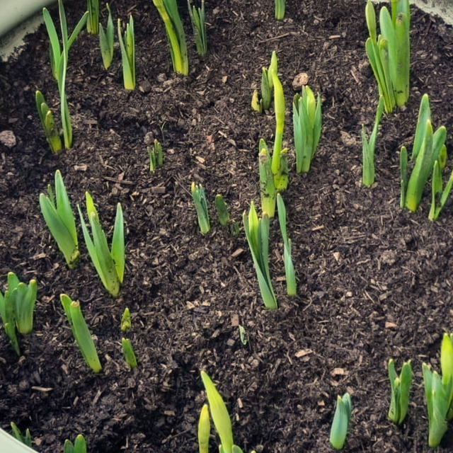 Composted Mulch Bark Fines